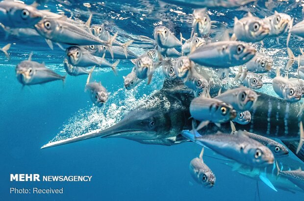 برندگان مسابقه عکاسی زیرآبی سال ۲۰۲۱
