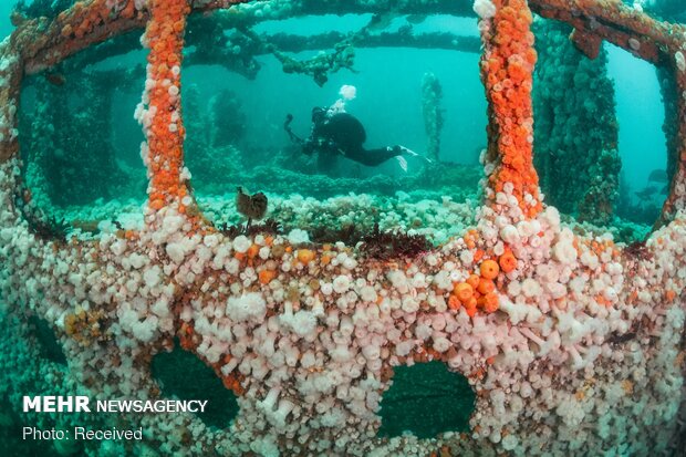 برندگان مسابقه عکاسی زیرآبی سال ۲۰۲۱