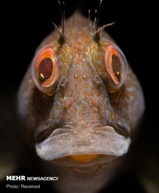 برندگان مسابقه عکاسی زیرآبی سال ۲۰۲۱