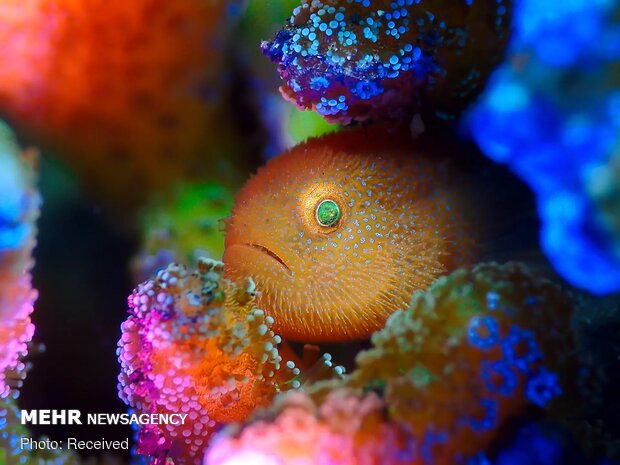 برندگان مسابقه عکاسی زیرآبی سال ۲۰۲۱