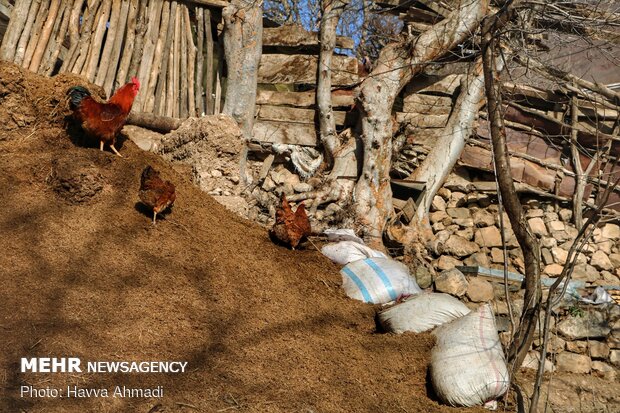 Rural serenity of winter days in Mazandaran
