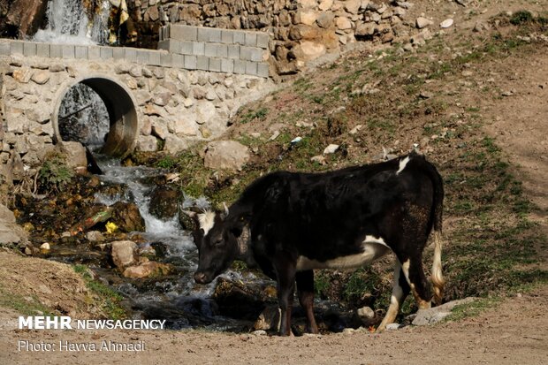 Rural serenity of winter days in Mazandaran
