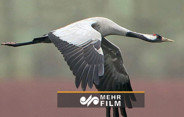 VIDEO: Tashk Wetland hosting migratory cranes