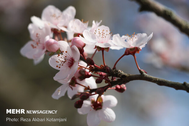 Early spring blossoms in N Iran
