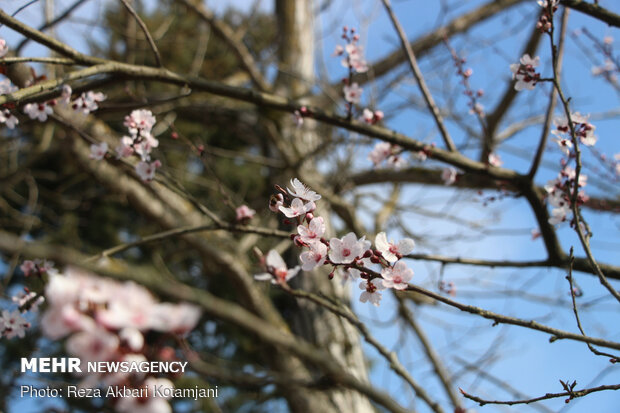 Early spring blossoms in N Iran
