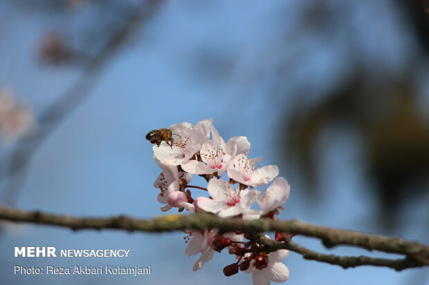 Early spring blossoms in N Iran
