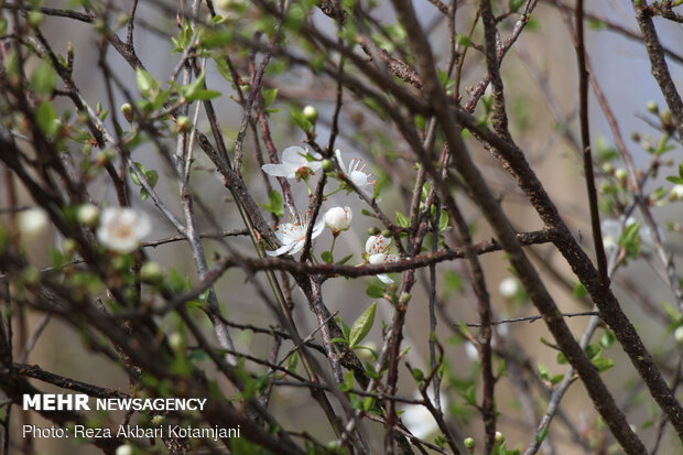 Early spring blossoms in N Iran
