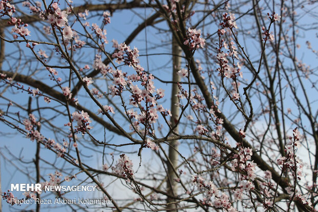 Early spring blossoms in N Iran
