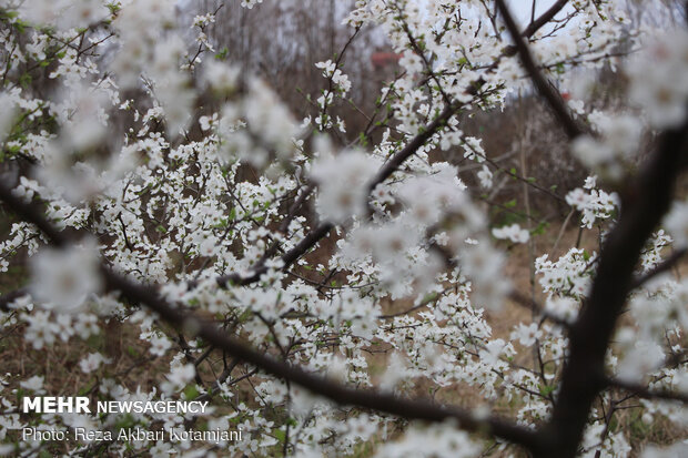 Early spring blossoms in N Iran
