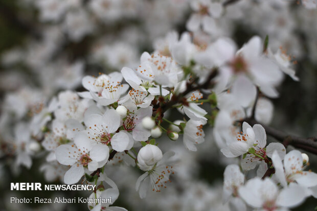 Early spring blossoms in N Iran
