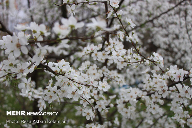 Early spring blossoms in N Iran
