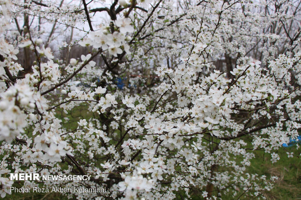 Early spring blossoms in N Iran
