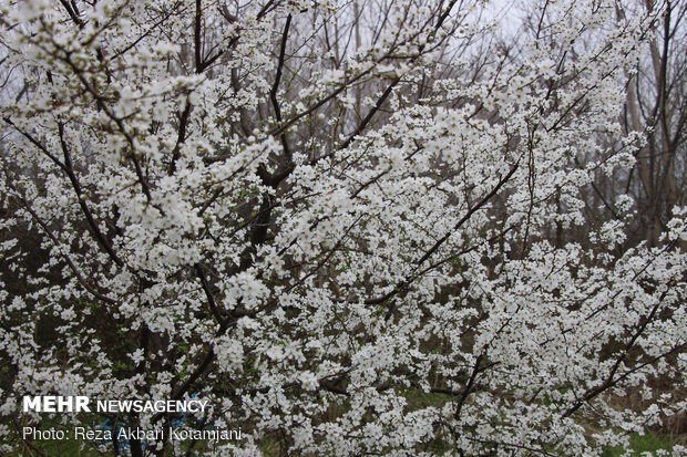 Early spring blossoms in N Iran
