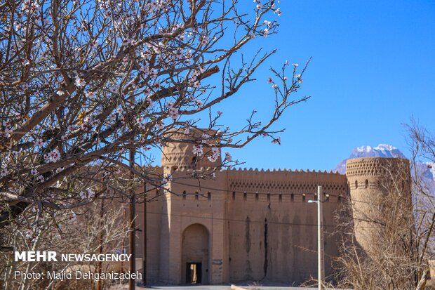 بهار در زمستان - یزد