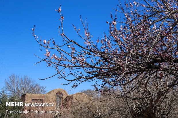 بهار در زمستان - یزد