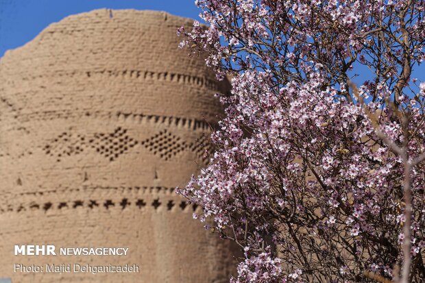 بهار در زمستان - یزد