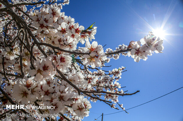 Spring arrives in Winter in Yazd
