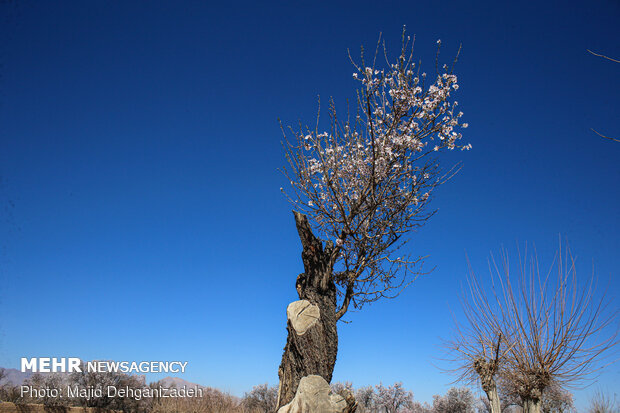 Spring arrives in Winter in Yazd