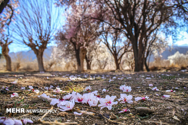 بهار در زمستان - یزد