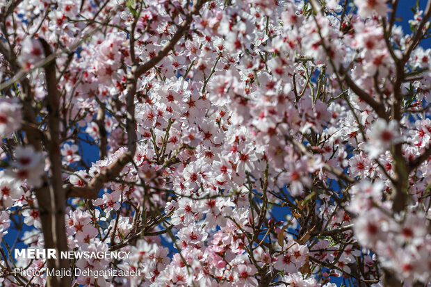 Spring arrives in Winter in Yazd