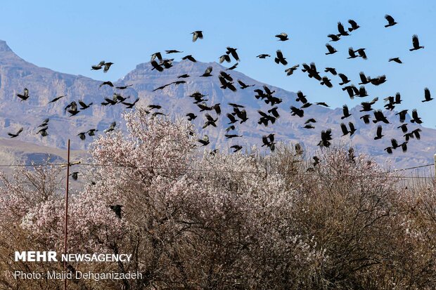 Spring arrives in Winter in Yazd