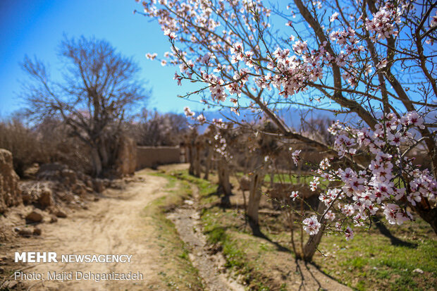 بهار در زمستان - یزد