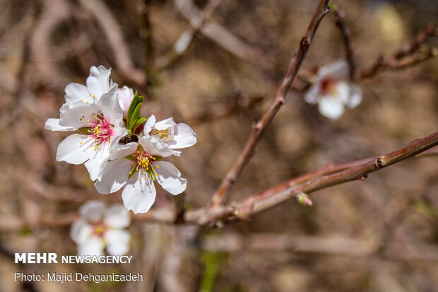 Spring arrives in Winter in Yazd