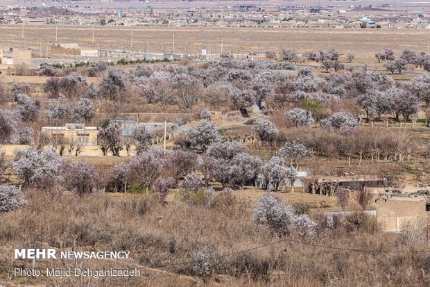 بهار در بهار در زمستان - یزد