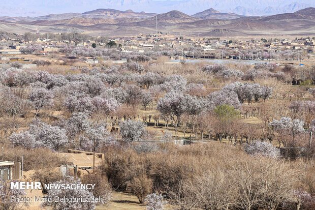 Spring arrives in Winter in Yazd