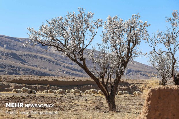 Spring arrives in Winter in Yazd