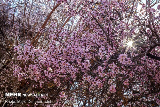 Spring arrives in Winter in Yazd