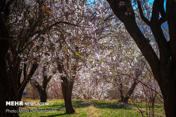 Spring arrives in Winter in Yazd