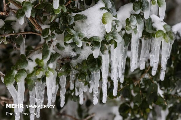 سرما و یخبندان مرگبار در تگزاس