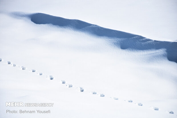 Heavy snow blankets Sarband's nature
