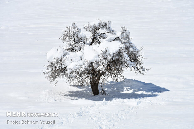 Heavy snow blankets Sarband's nature
