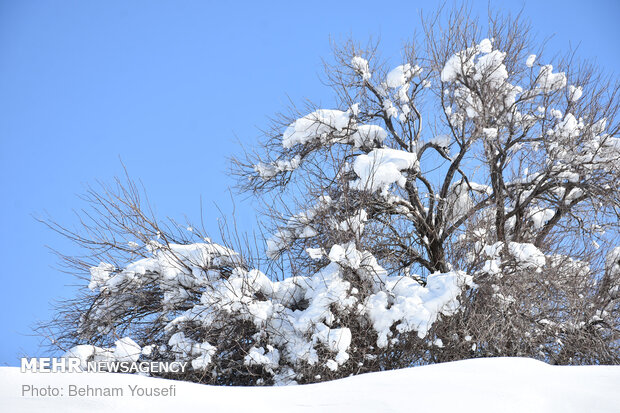 Heavy snow blankets Sarband's nature
