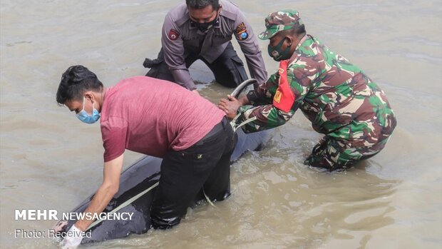 مرگ ۴۶ نهنگ در ساحل جزیره مادورای اندونزی