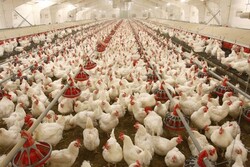 بازار مرغ هر روز نابسامان‌تر می‌شود/ مشکل، افزایش خرید احتیاطی مردم است یا کاهش تولید؟