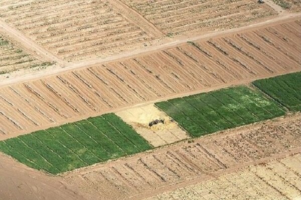 خسارت ۱۳۰۰ میلیاردی خشکسالی به کشاورزی لرستان/خطر هجوم ملخ صحرایی