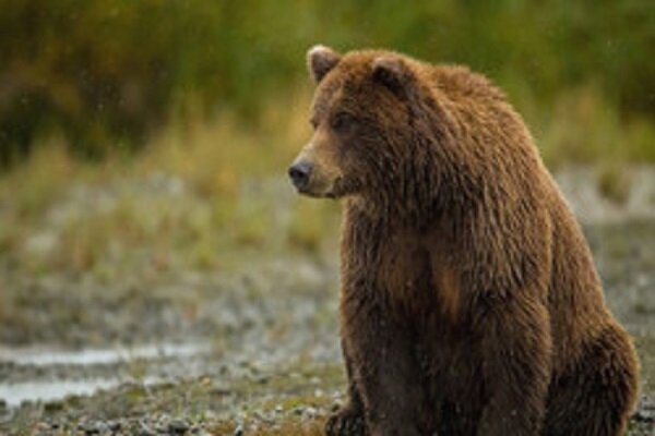 VIDEO: Brown bear spotted in Gilan province