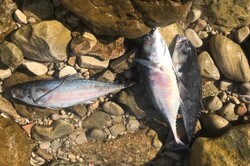 بیش از ۲ هزار قطعه ماهی در سد رودبال استهبان تلف شدند