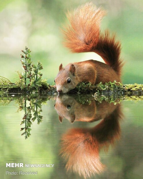 تصاویری زیبا از حیوانات کوچک حیات وحش