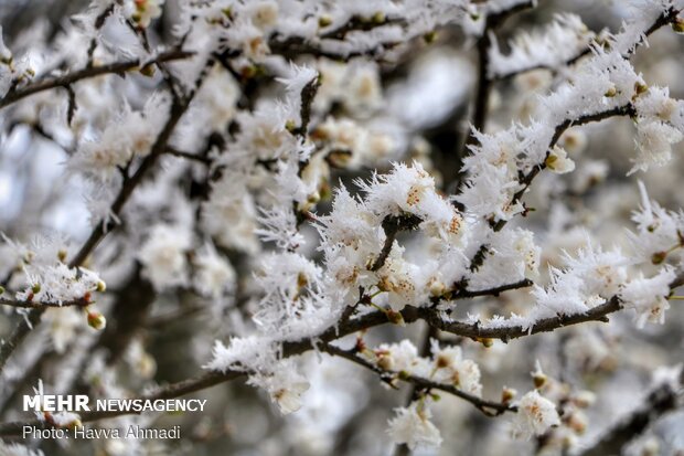 سرما و یخ بندان در سوادکوه