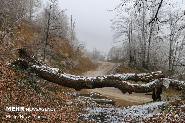 سرما و یخ بندان در سوادکوه