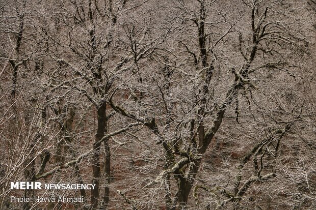 سرما و یخ بندان در سوادکوه