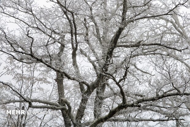 سرما و یخ بندان در سوادکوه