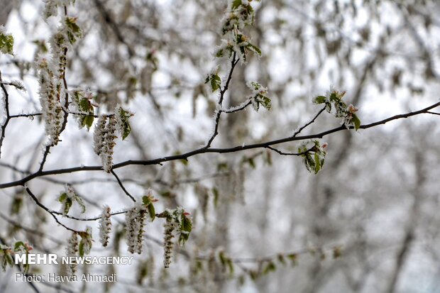 سرما و یخ بندان در سوادکوه