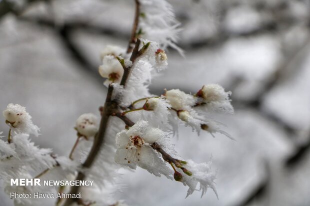 سرما و یخ بندان در سوادکوه