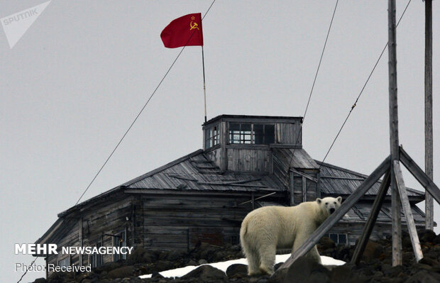 روز جهانی خرس های سفید قطبی