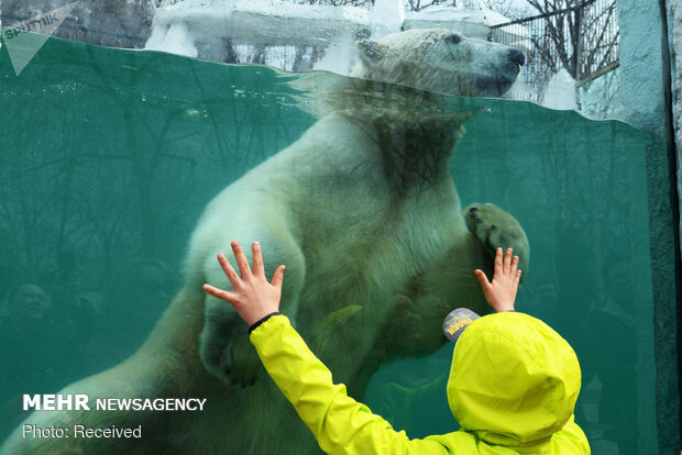روز جهانی خرس های سفید قطبی